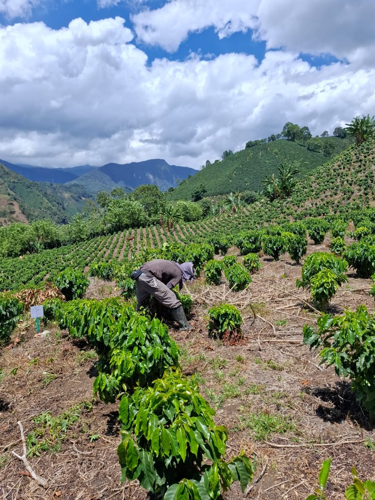 Cultivo de Café Andes