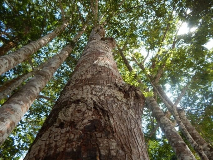 Agroforestal Vegachí Antioquia